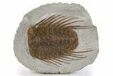 Spiny Selenopeltis Trilobite - Erfoud, Morocco #300372-1